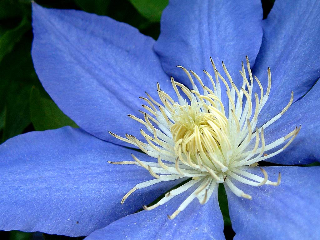 flower-ii-blue-flower_bj.jpg