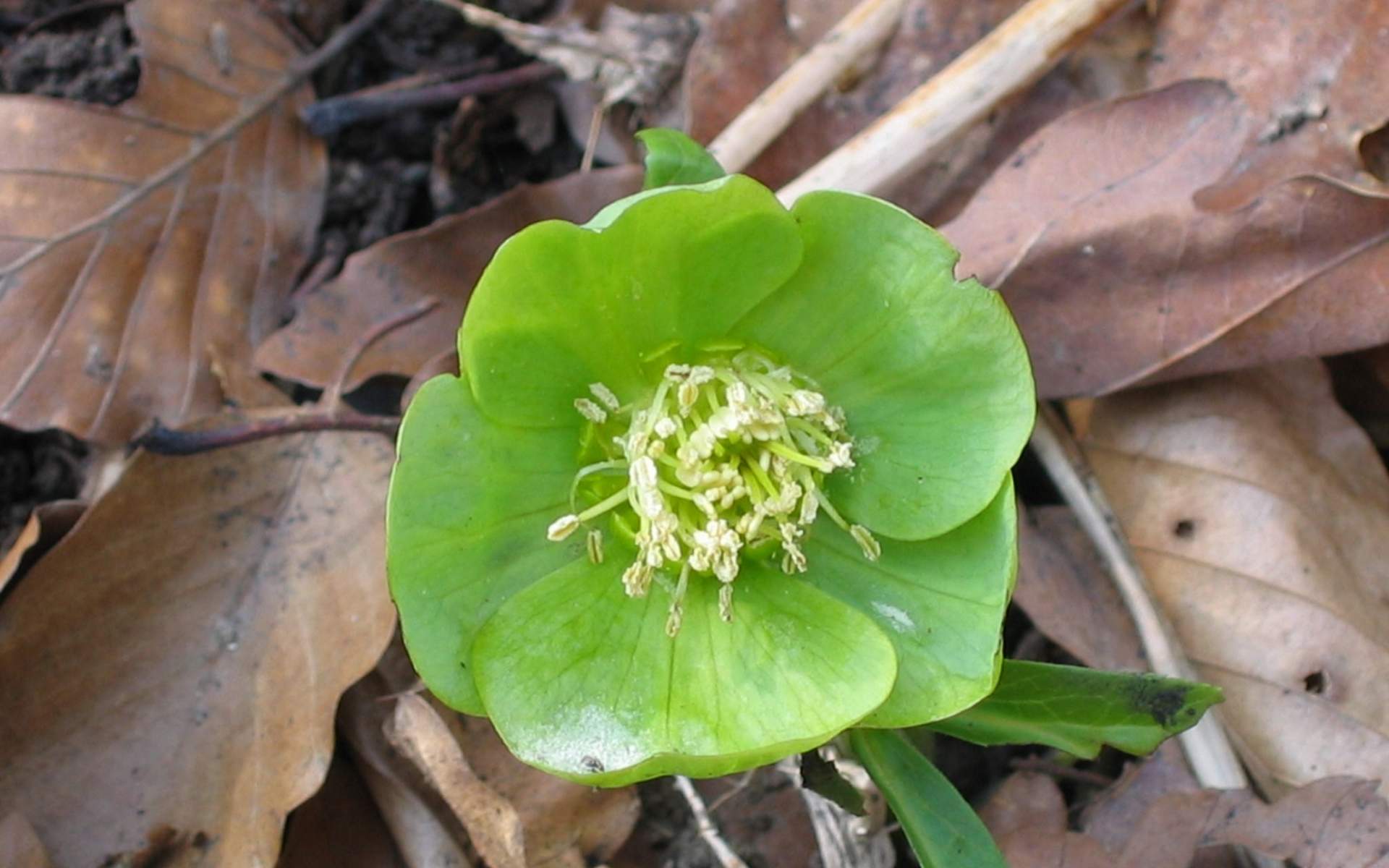 Blooming-Flowers-green.jpg