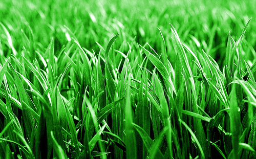 green_grass-605.jpg