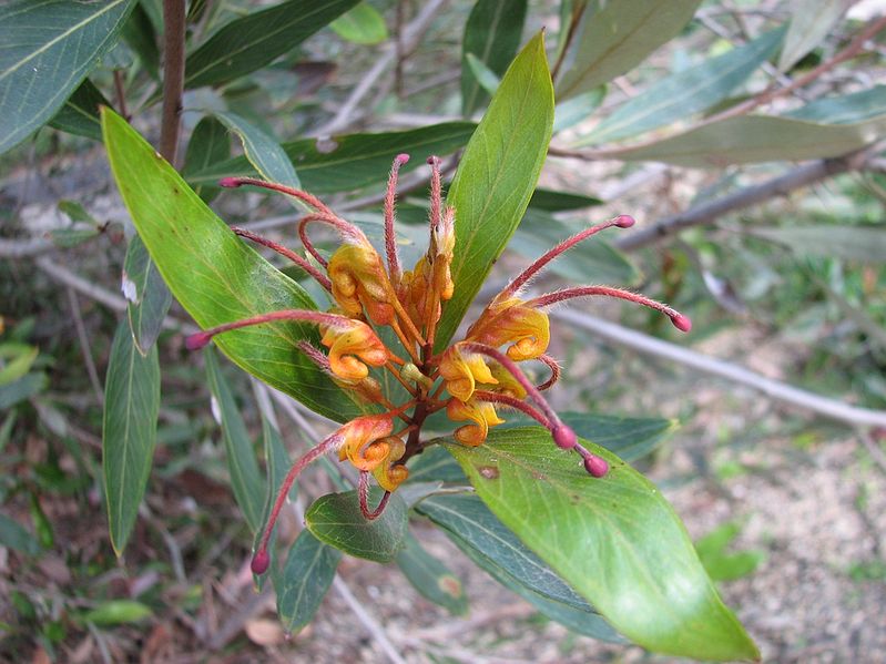 799px-Grevillea_Orange_Marmalade.jpg