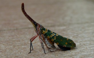 P1100950_conew2.jpg