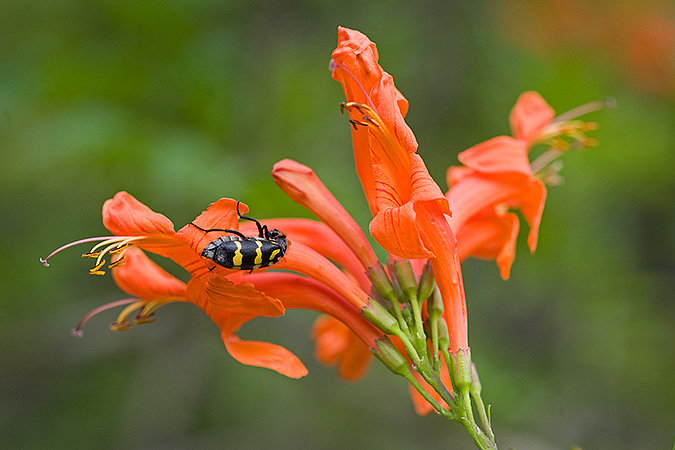 black%20and%20yellow%20bug%20on%20red%20flower.jpg