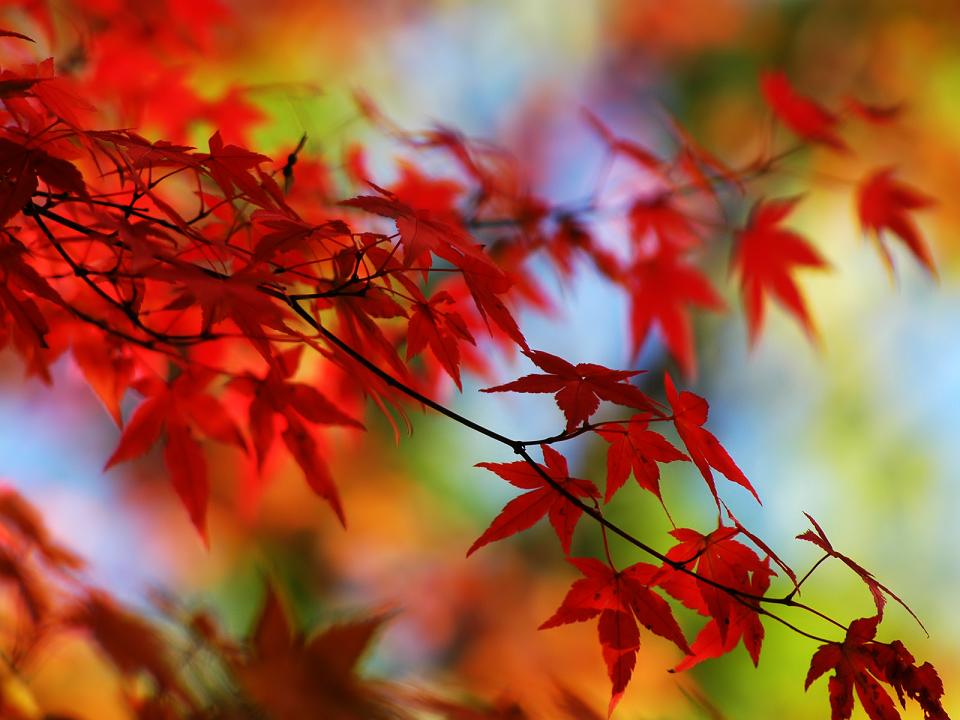 Japanese_Maple_Red_Leaves.jpg