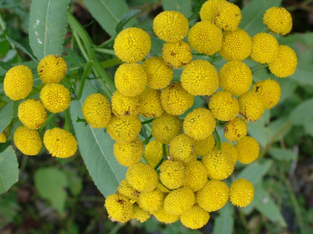 yellow-flower-system.jpg