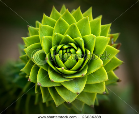 stock-photo-green-flower-26634388.jpg