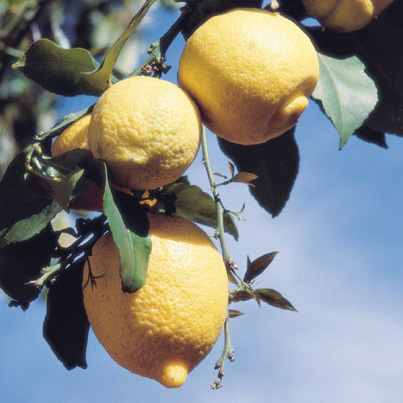 lemon_tree.jpg