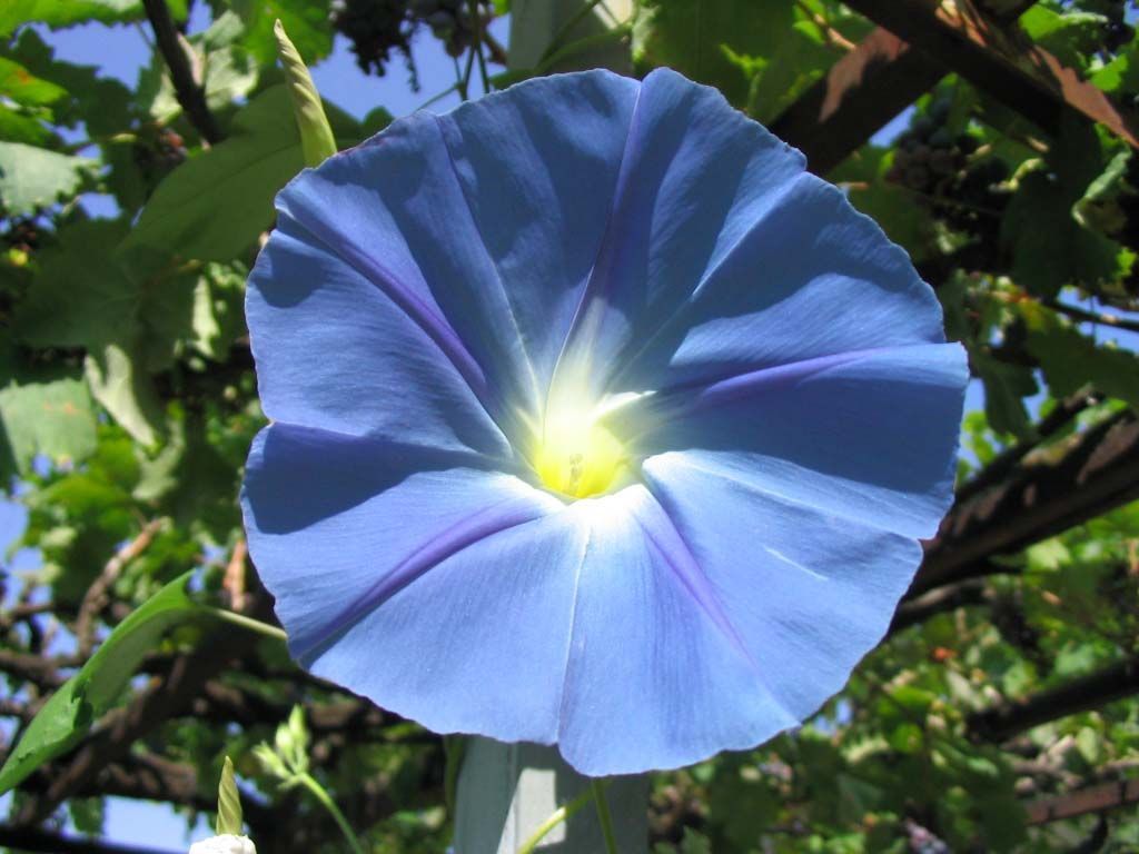 blue-flower.jpg