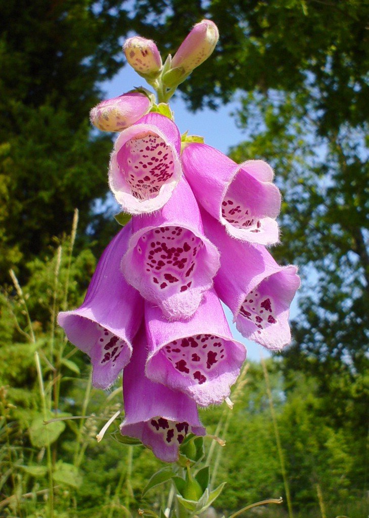 finger-purple-flower-in-field.jpg