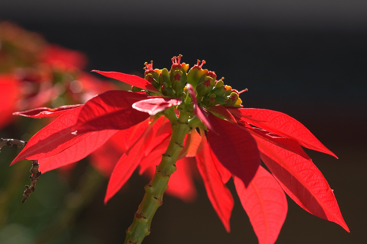 2005-05-30-red-flowers.jpg