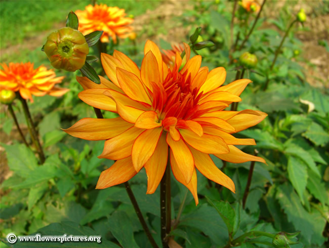 orange-flower_1_650x490.jpg