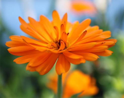 7-orange-flower.jpg