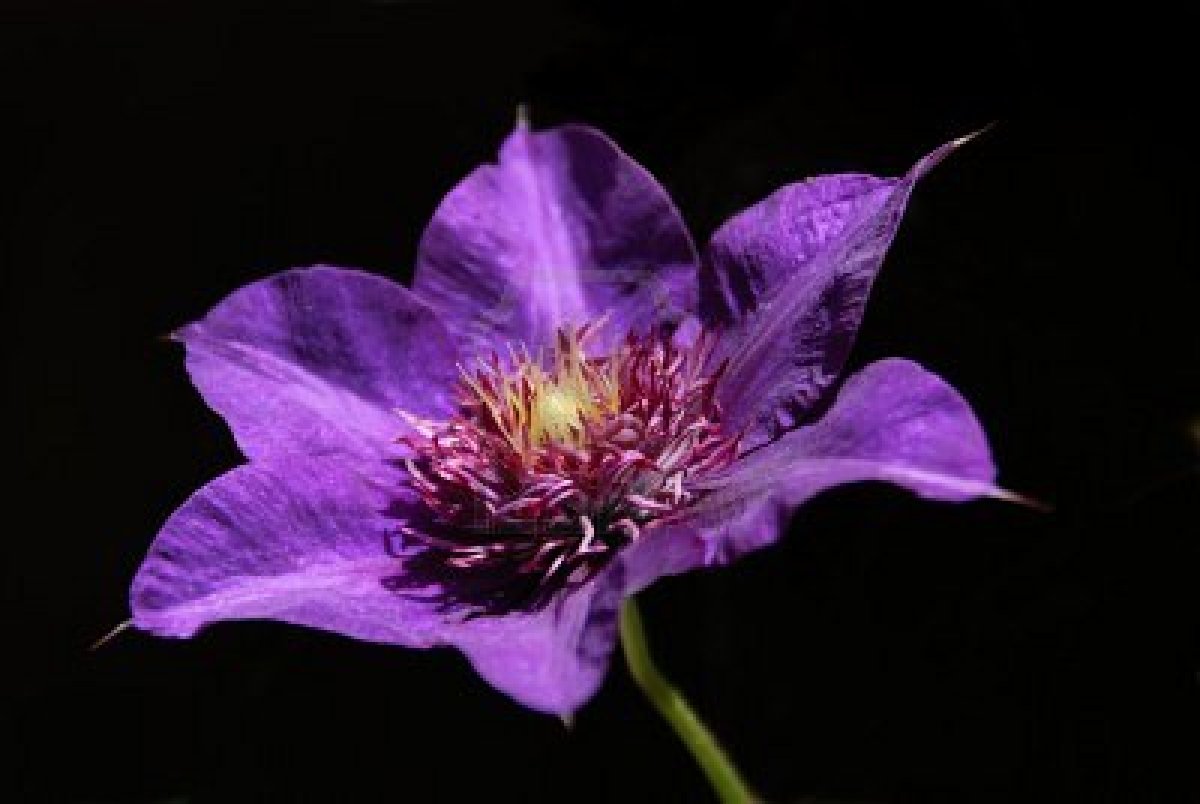 purple-flower-with-black-background.jpg