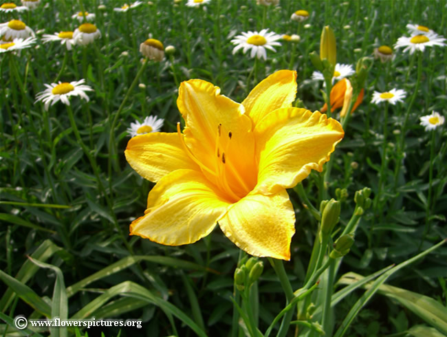 yellow-flower_37_650x490.jpg