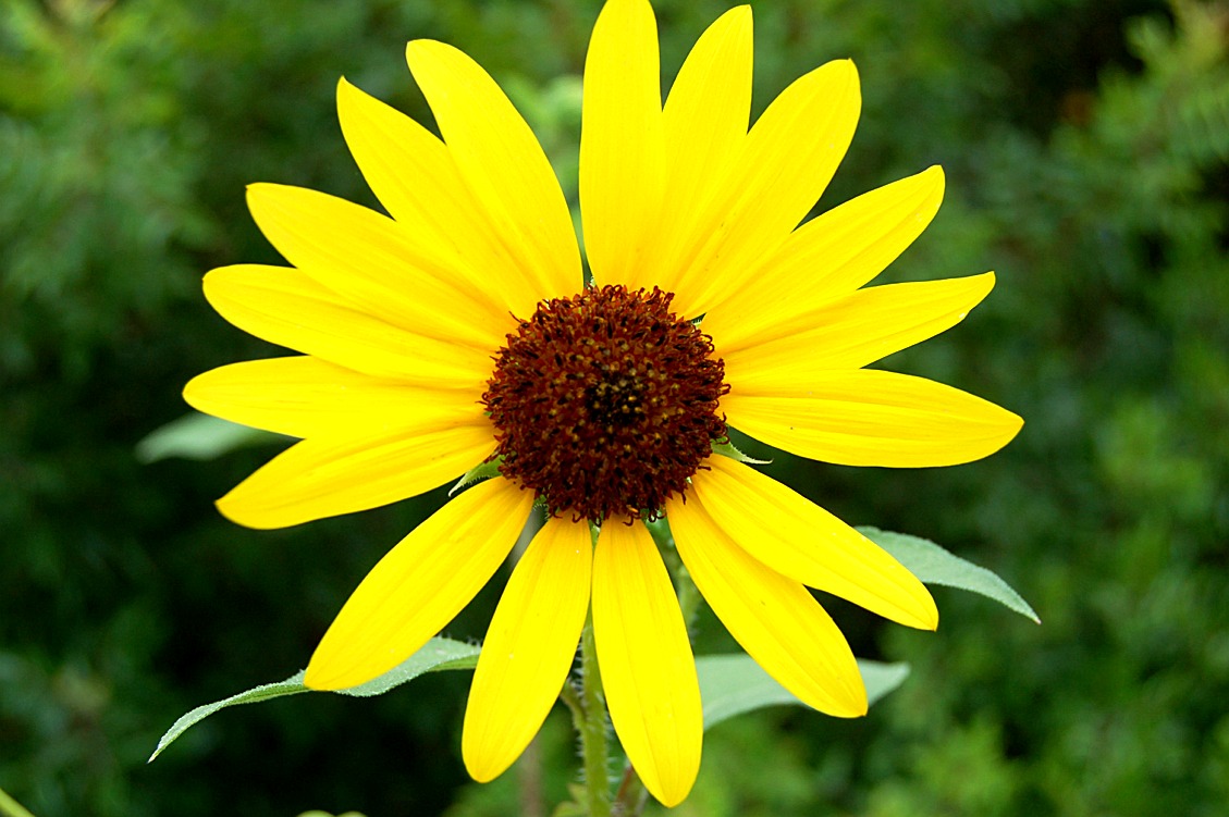 yellow_flower740.jpg