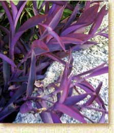 purple-plant.jpg