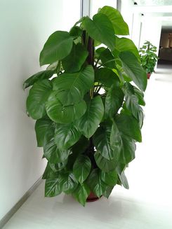 14h.相片效果.jpg
