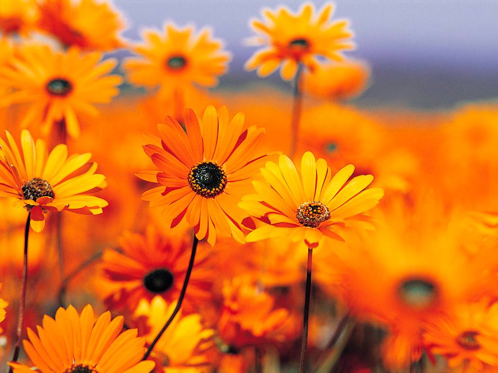 Orange-flower-wallpaper.jpg