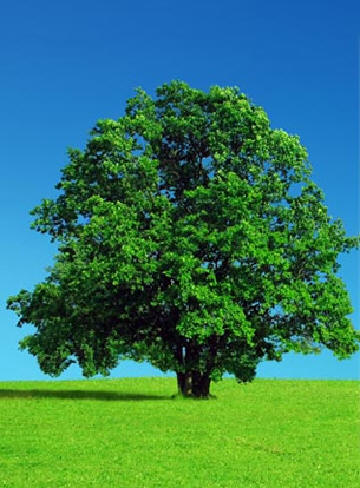 green-tree-2.jpg