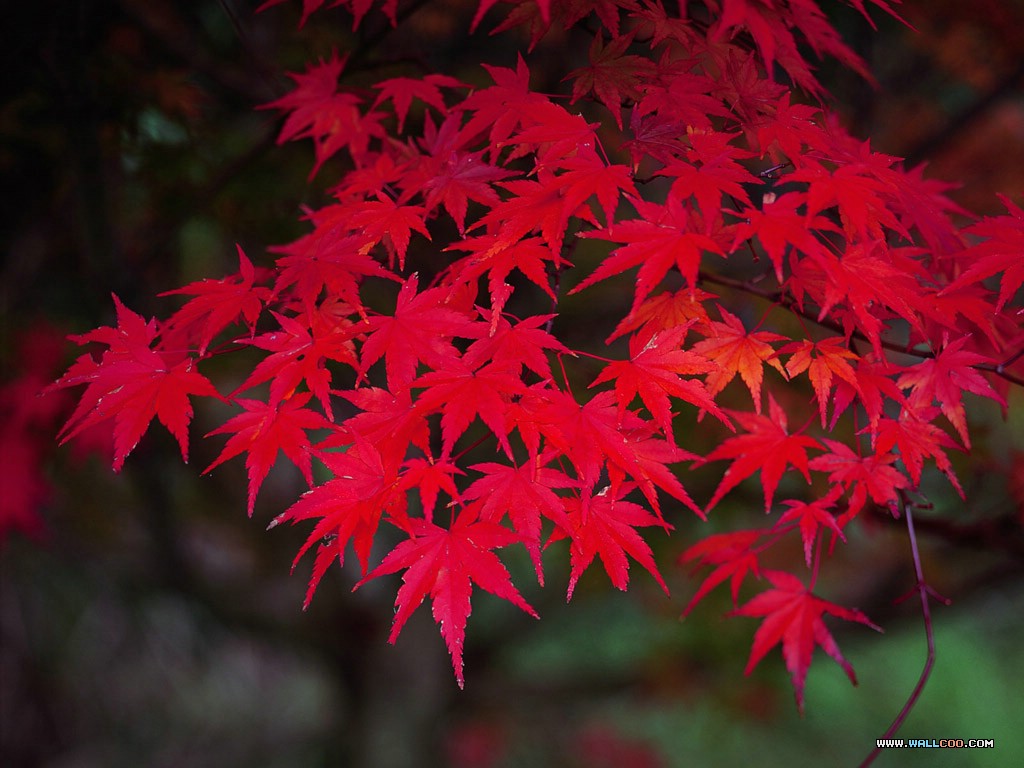 red-flower-nature-wallpaper.jpg