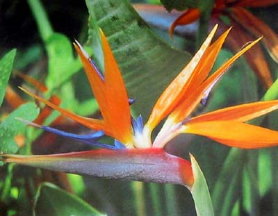 bird of paradise gallery.JPG