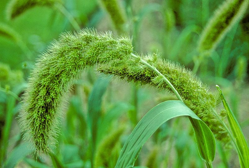 800px-Foxtailmillet.jpg