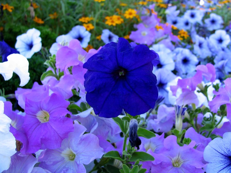 Blue Flower.jpg