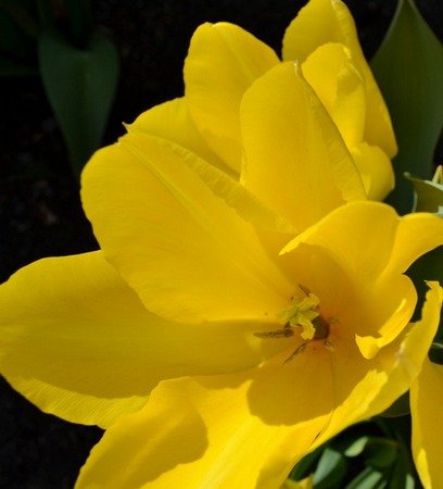 yellow flower.jpg