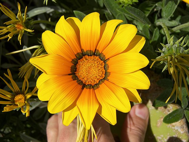 gazania_yellow_orange_flower.jpg