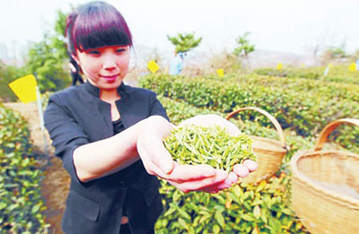 採茶姑娘採下新鮮的嶗山大田春茶。