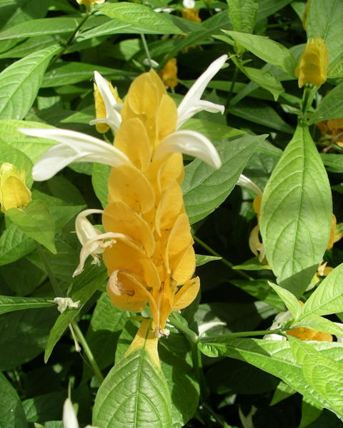 yellow flower.jpg