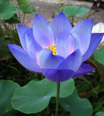 Lotus flower seeds Nelumbo nucifera diamond Blue Plant.jpg