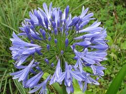 Blue-Flower-1.jpg