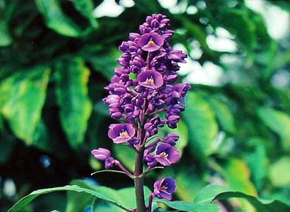 blue ginger plant gallery.JPG