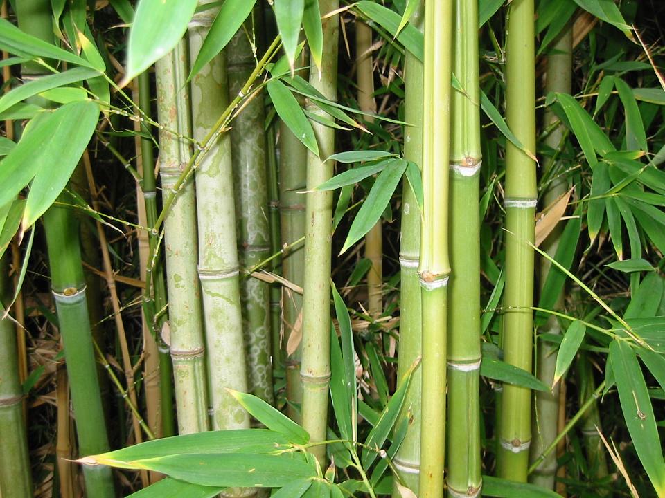 Bamboo_Forest.jpg