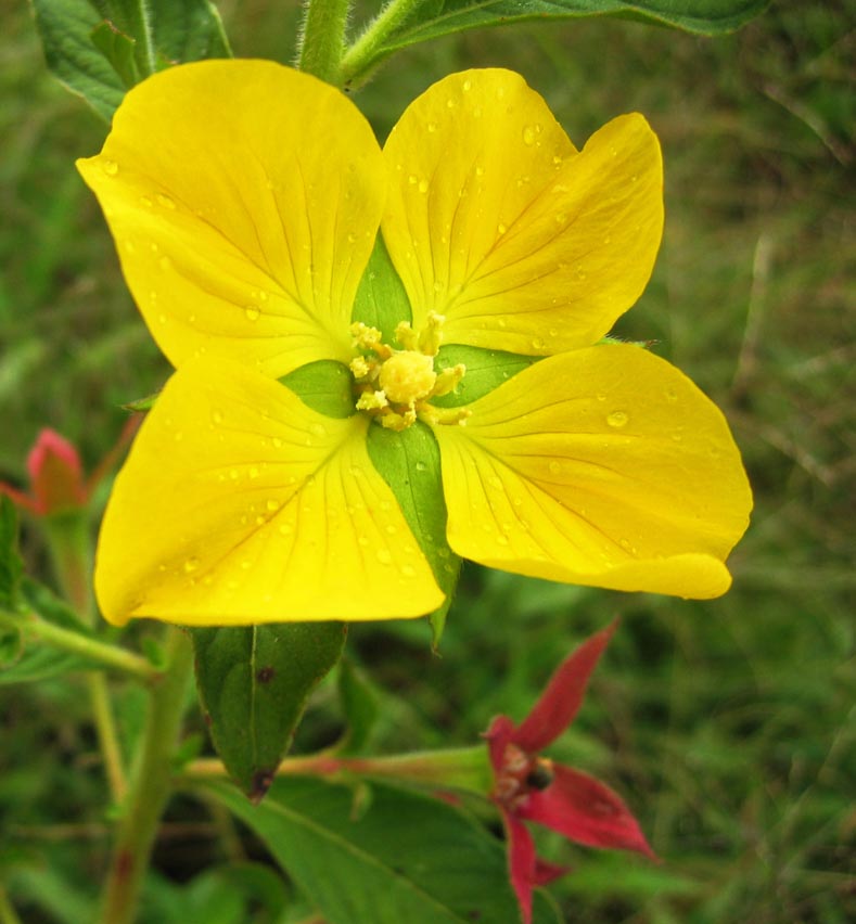 DirkvdM_yellow_flower_dew.jpg