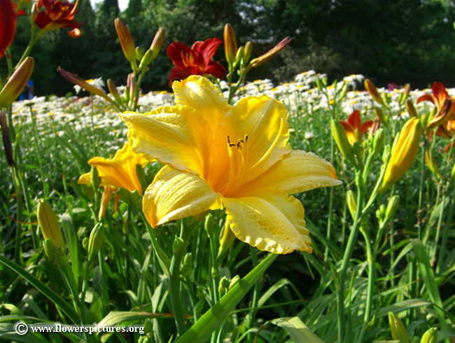 yellow-flower_7_650x490.jpg