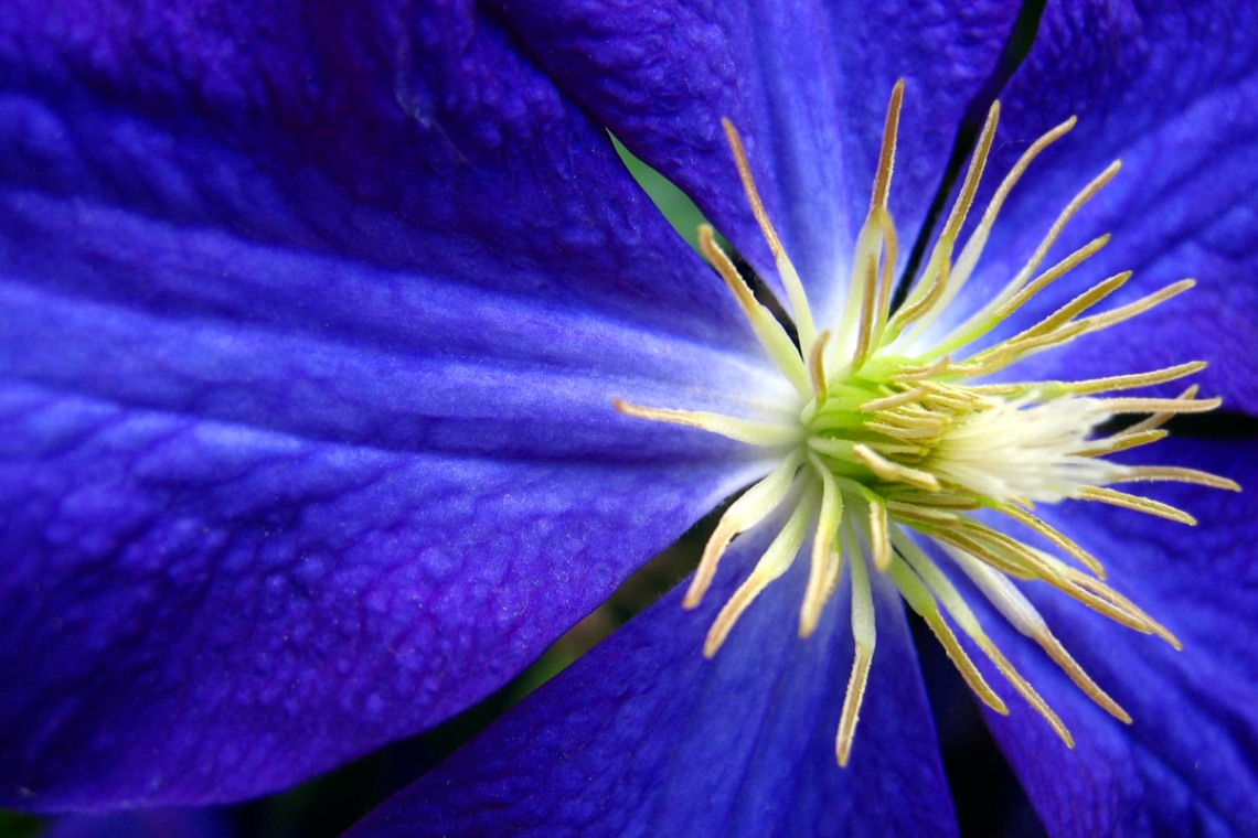 blue-flower.jpg