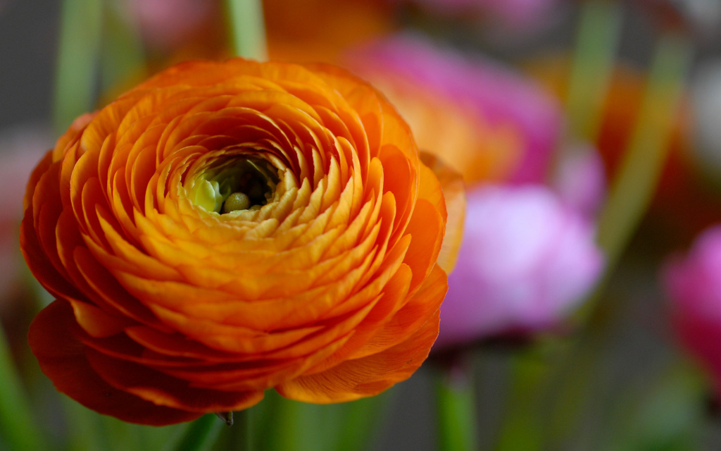 Orange-Flower-Macro-1024x640.jpg