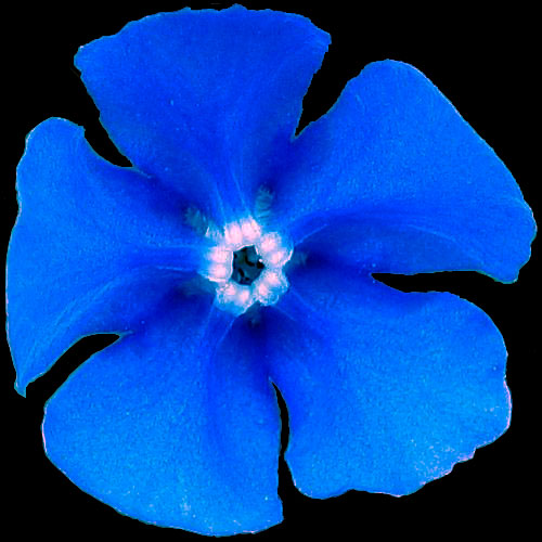 BlueFlower-blue.jpg