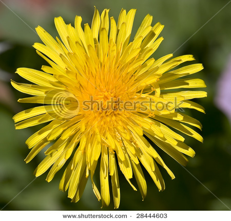 stock-photo-single-small-yellow-flower-with-many-petals-dandelion-28444603.jpg