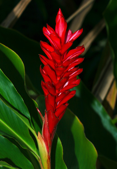 Alpinia-purpurata-2.jpg