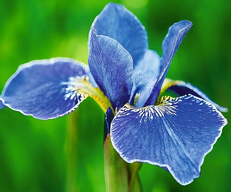 blue-flower.jpg