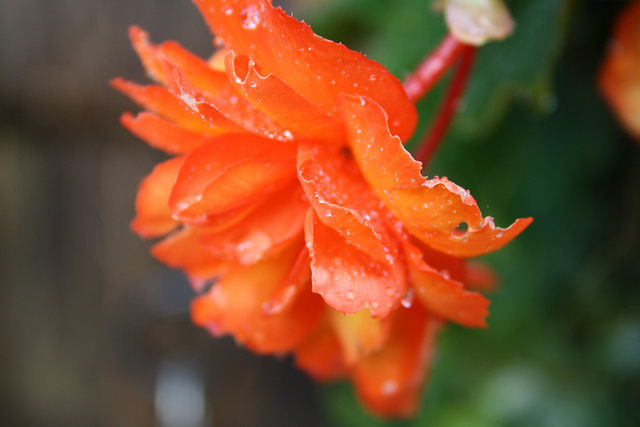 begonia-drop-garden-lets-orange-plant-Favim.com-95580.jpg