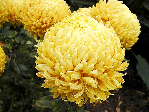 yellow-flower-3.jpg