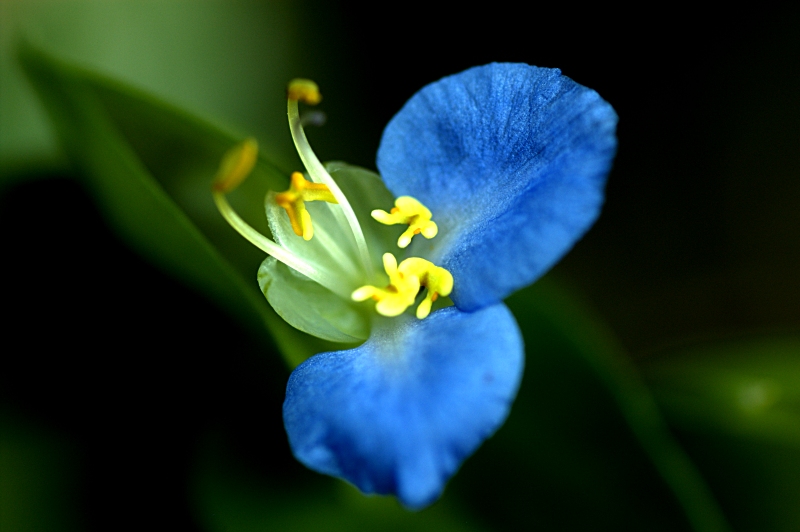 blue_flower.jpg