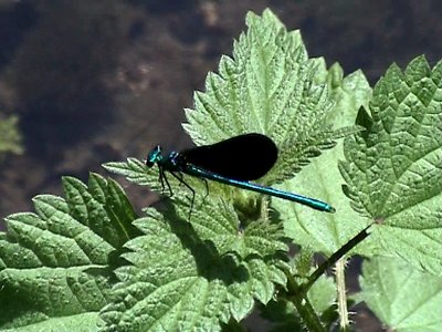 stock-footage-blue-dragonfly-in-plants.jpg