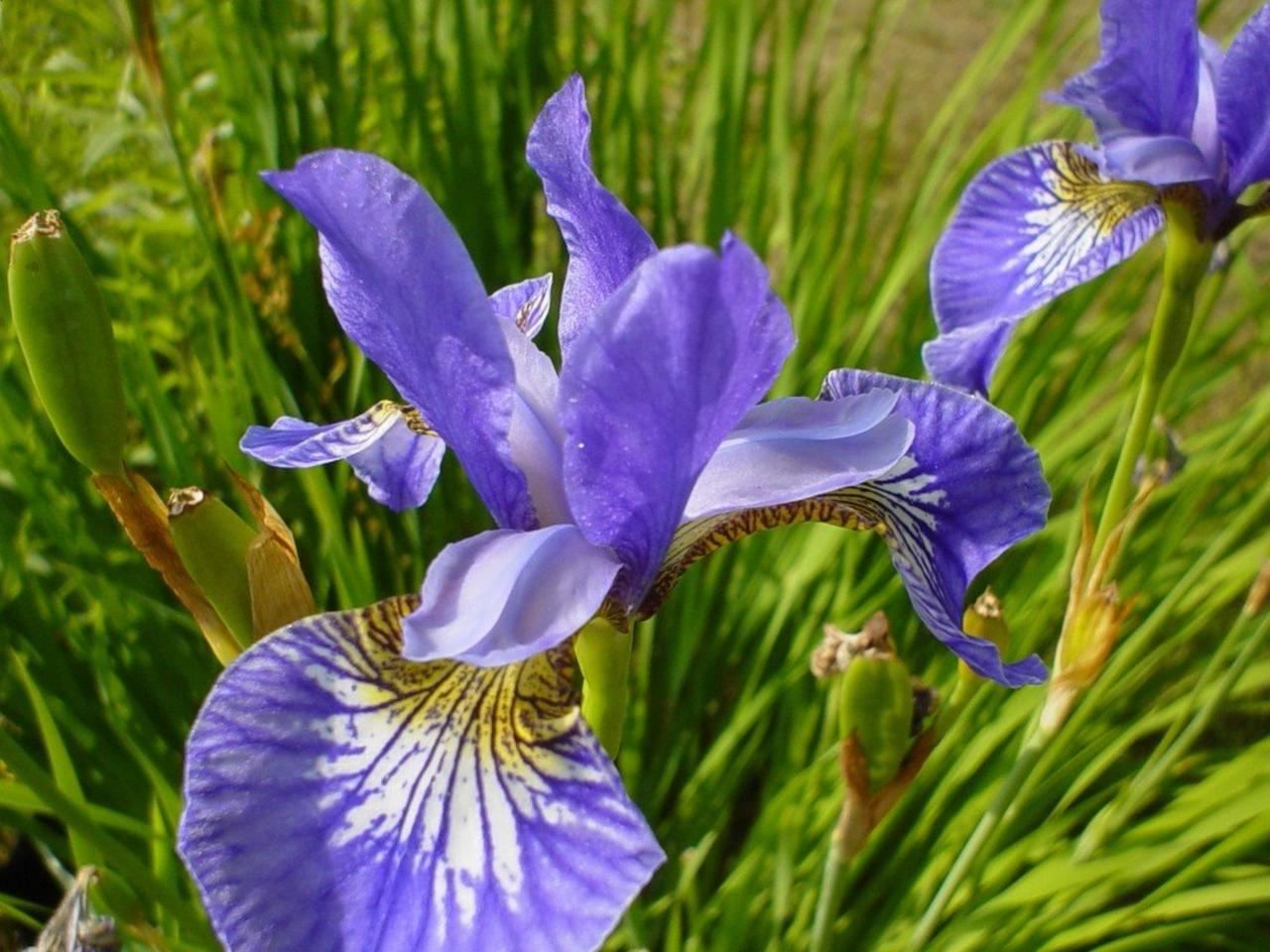 iris-beautiful-purple-flower.jpg