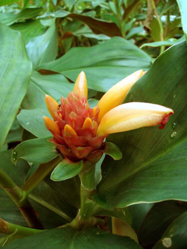 costus_green_mt.jpg