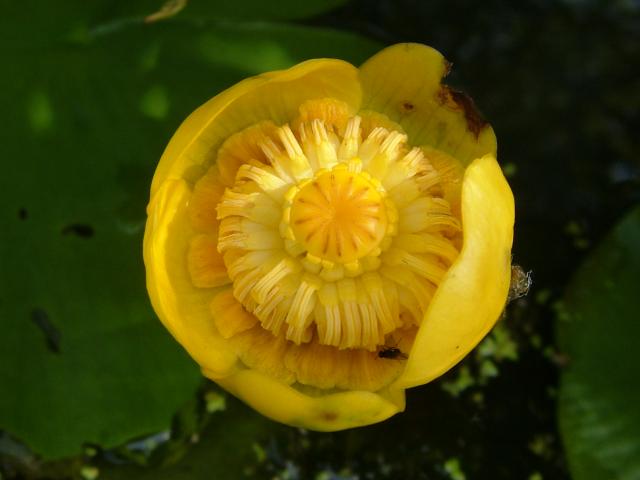 nuphar_lutea_yellow_water_lily_flower_07-06-05.jpg