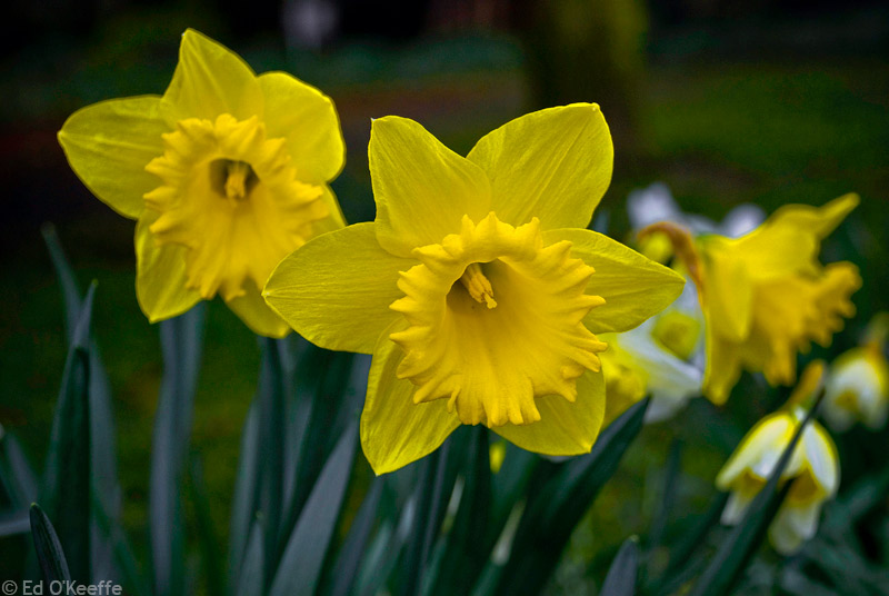 wild_daffodil_flowers_durham_england.jpg